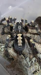 Image result for Centema subfusca