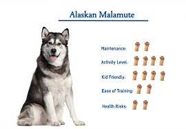 It was a very fast and furry month for us and our malamute taiga: Alaskan Malamute Everything You Need To Know At A Glance