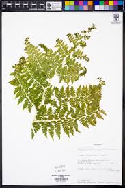 Image result for Dryopteris athamantica