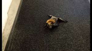 We did not find results for: Bat Crawls Along The Ground Cammie Does The Locomotion With Me Youtube