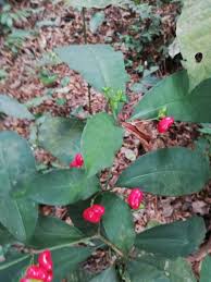 Image result for Rauvolfia mannii