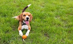 Installitdirect.com advises planning your diy dog park according to the following criteria Backyard Dog Park Ideas Canna Pet