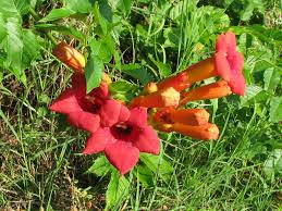 Nov 08, 2007 · hummingbird feeders. Attract Hummingbirds By Planting Trumpet Vine Al Com