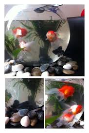 Saya kini dalam proses menghasilkan makanan ikan (pelet). Nama Saya Nadia Binatang Lebih Cepat Tau