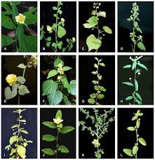 Image result for Sida ovata