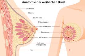 Brustveranderungen Mammaveranderungen