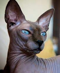 If you are gone during the day, the sphynx cat will enjoy having a friend in the form of another sphynx cat, another cat or even a dog. Blue Sphynx Cat Sphynx Cat Cat Breeds Cats