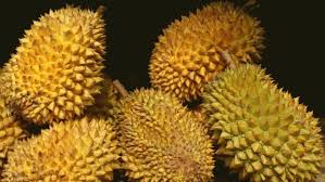 Penyakit pada tanaman durian akan sangat mematikan apabila tidak segera di lakukan penanganan, kelembaban yang tinggi. Orang Orang Yang Sebaiknya Berpantang Durian