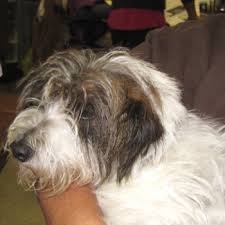 Jack russell shih tzu terrier. Jack Tzu Breed Information Characteristics Heath Problems Dogzone Com