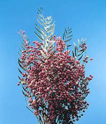 California Pepper Tree Schinus Molle Calyx Flowers Inc