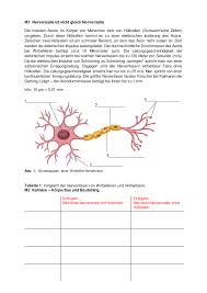 Zellkern), welche im zellkörper (soma) liegen. Pin Auf Biologie Sekundarstufe Unterrichtsmaterialien