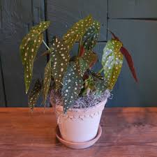 Image result for Begonia