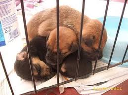 Find a translation for malaysian dogs deserve better in other languages we're doing our best to make sure our content is useful, accurate and safe. October Adoption Drive Malaysian Dogs Deserve Better News Petfinder My