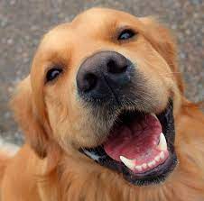 Golden retriever puppies wisconsin free. Golden Retriever Puppies For Sale In Wisconsin Its Also Free To List Your Available Puppies And Litters On O Retriever Puppy Golden Retriever Pet Dogs Puppies