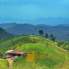 See more of kebun teh knpi cipasung majalengka on facebook. Dujual Tanah Perkebunan Teh Produktif Majalengka Kab Majalengka Jualo