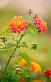 Beautiful Lantana Flower The Schloss Belvedere Flower Plants Flower Garden Lantana