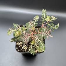 Image result for Phyllanthus taylorianus