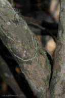 Image result for Microcoelia corallina