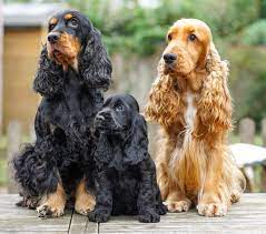 #2 best value of 107 places to stay in caye caulker. Rasse Des Monats Englischer Cocker Spaniel Vdh De