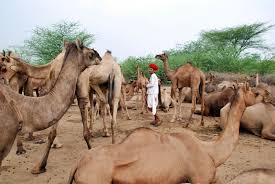 Camel breeding farm in bikaner. Towards A New Vision Camels Of Rajasthan