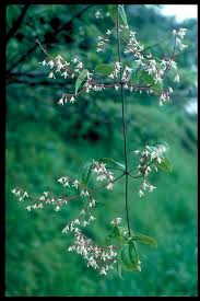 Image result for Clematis uhehensis