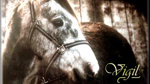 A way of describing cultural information being shared. Dream Horse On Tumblr