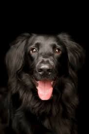 my beautiful flat coated retriever shadow my heart and soul i don t know what i d do without my pup hunderassen hunde schone hunde