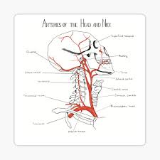 The neck muscles, including the sternocleidomastoid and the trapezius, are responsible for the gross motor movement in the muscular system of the head and neck. Head And Neck Anatomy Gifts Merchandise Redbubble