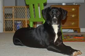 All Black Catahoula Leopard Dog Black Catahoula Catahoula Catahoula Leopard Dog Catahoula Leopard