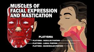 The masseter is the largest and. Muscles Of Facial Expression And Mastication Youtube