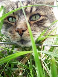 Why Does Your Pet Eat Grass Stuff Co Nz