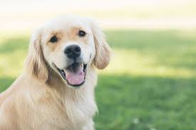 Contact the frenship vet clinic to schedule an appointment or to request additional information about our services. Barker Animal Hospital