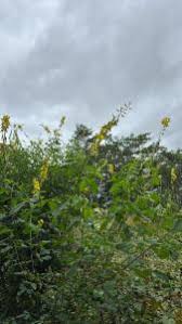 Image result for Crotalaria trichotoma