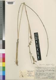 Image result for Coleochloa