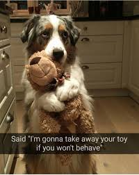 Behave Yourself Funny Pics Funny Gifs Funny Videos Funny Memes Funny Jokes Lol Pics App Is For Ios Android Iphone Cute Animals Funny Dog Memes Dog Memes