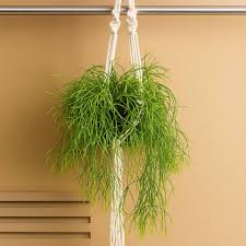 Image result for Rhipsalis baccifera