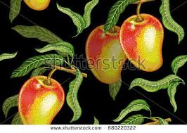 Résultat de recherche d'images pour "mango tree leaf pattern"
