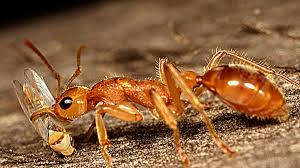 How long ants will live vary per species and their role within the ants' caste system. Australian Endangered Species Dinosaur Ant