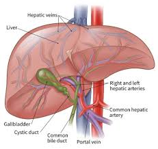 If you go to your doctor when you first notice symptoms, your cancer might be diagnosed earlier, when treatment is most likely to be helpful. Embolization Therapy For Liver Cancer