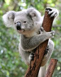 Koalas typically inhabit open eucalypt woodlands, and the leaves of these trees make up most of their diet. Koala Facts Diet Habitat Britannica