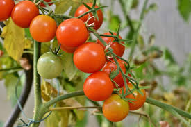 Although tomato plants can survive temperatures down to 33 degrees fahrenheit, they show problems when temperatures drop below 50 degrees f, according to the u.s. How To Keep Tomato Plants Warm At Night Farm Animals