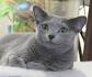 Russian Blue Kittens For Sale - from Local Cat Breeders