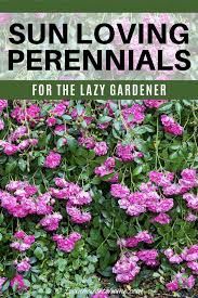 The towering purple buds make an appearance starting in the late summer and into the fall. Full Sun Perennials 17 Low Maintenance Plants That Thrive In Sun Gardening From House To Home