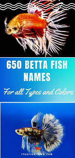 650 Betta Fish Names For All Different Types And Colors Betta Fish Bowl Baby Betta Fish Pet Fish