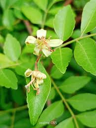 Image result for Harrisonia