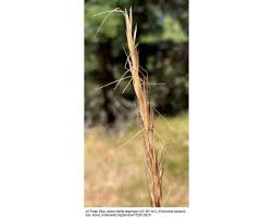 Image result for Eriosema nutans