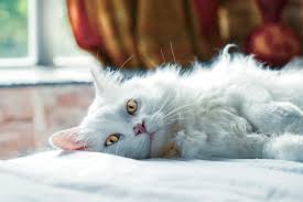What it is and what you can do about it. What You Need To Know About Feline Herpes Virus Vet Candy