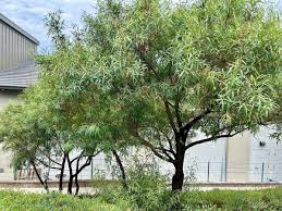 Image result for Brazzeia soyauxii