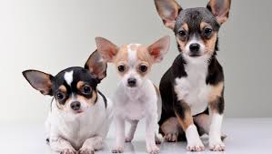 Check spelling or type a new query. Chihuahua Smooth Coat Dog Breed Information Purina