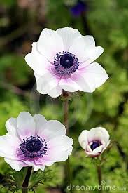 White And Purple Anemones Anenome Flower Anemone Flower Flower Landscape